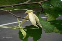 Polyalthia coffeoides